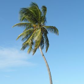 Palm tree at Bahia Honda State Park, Big Pine, Key,Florida