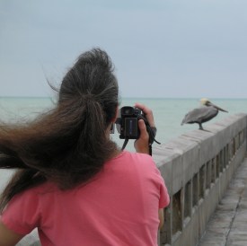 Jackie filming a brown pelican on White Street Pier,Key West,Florida